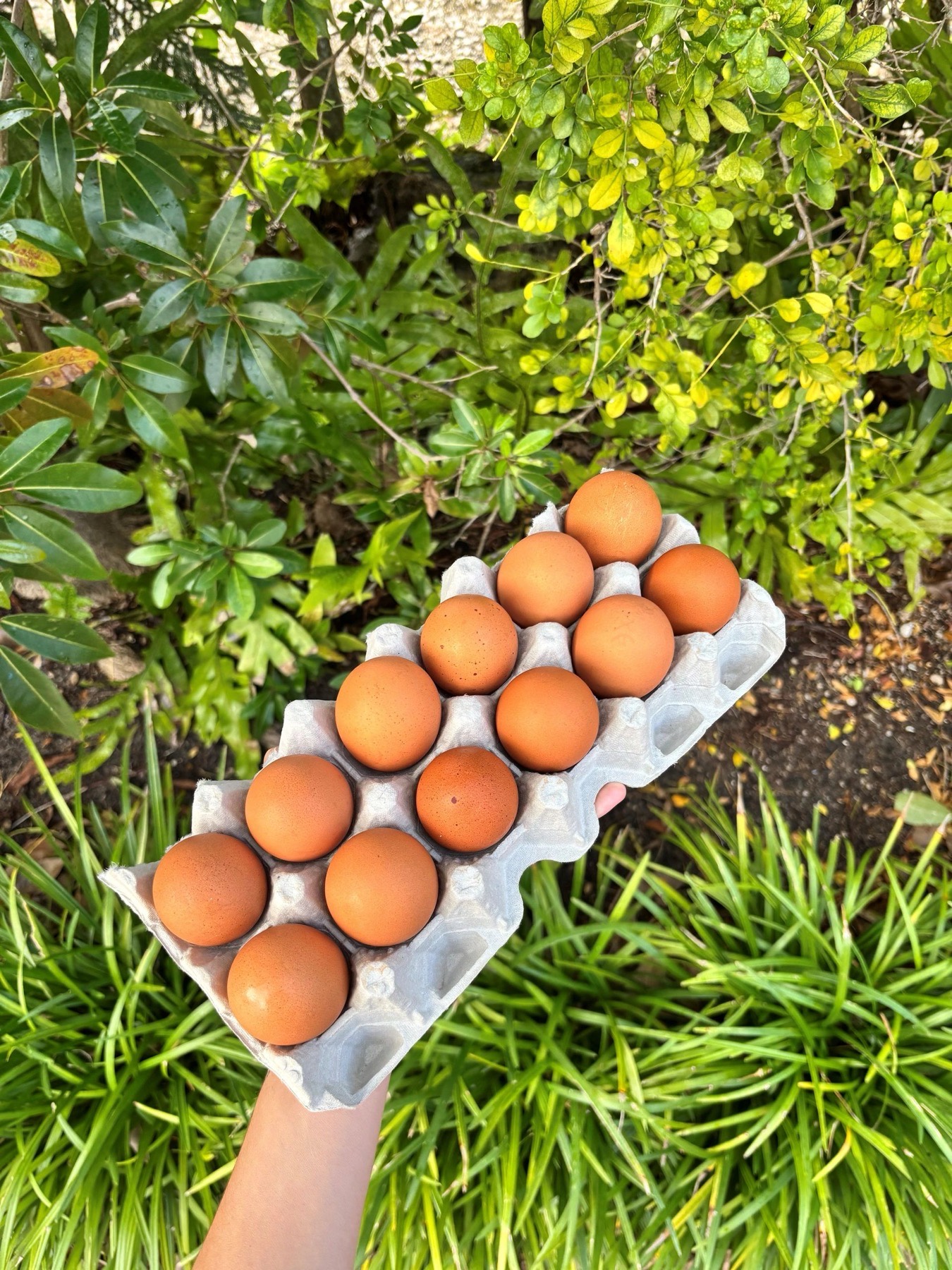 An open carton of fresh brown eggs held outdoors at Morning Star Fields