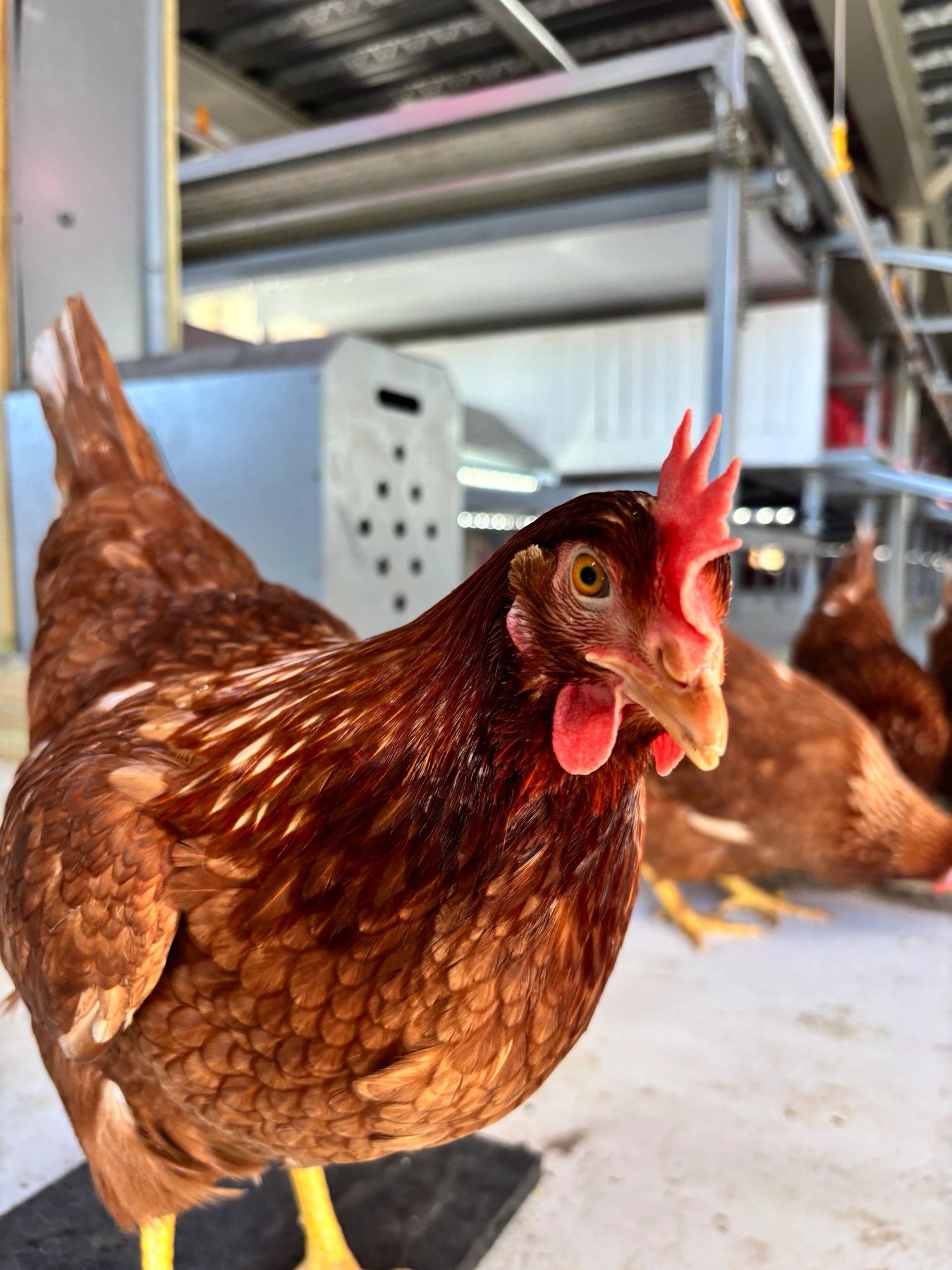 A brown hen in the open cage-free barn at Morning Star Fields in Vero Beach, Florida